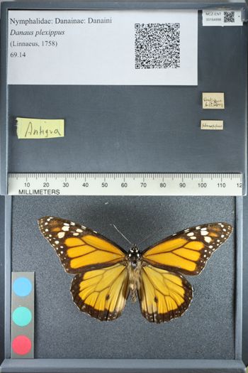 Media type: image;   Entomology 164998